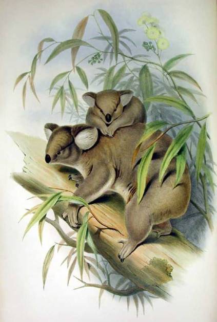 an illustration of a koala