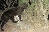 Melanistic Leopard Melanistic Leopard