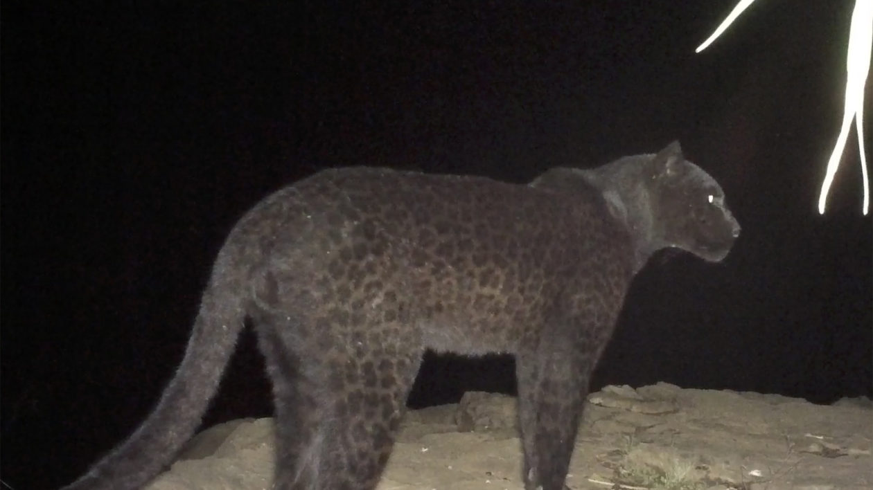 The Conservation Story of the Kenya Black Leopard