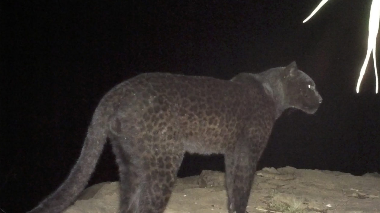 The incredible black leopard of Laikipia - Africa Geographic