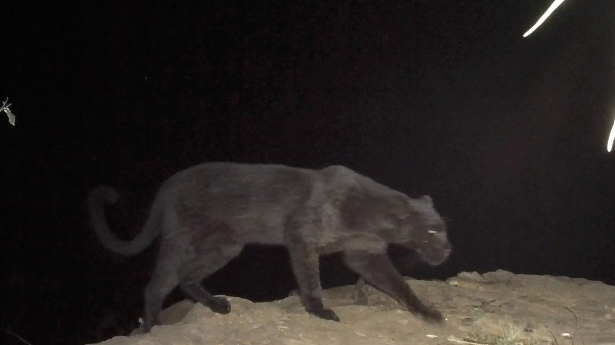 Black leopard in Kenya captured for the first time in a century - CGTN