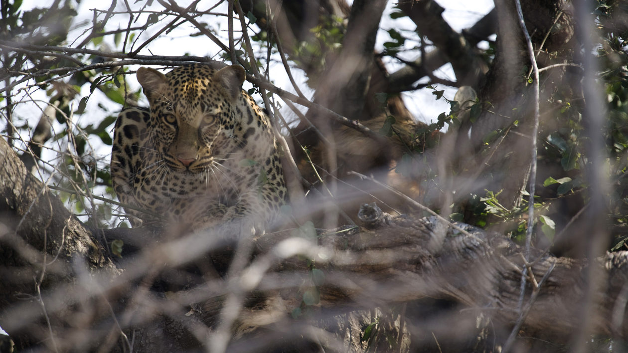 Rare black panther confirmed in Kenya