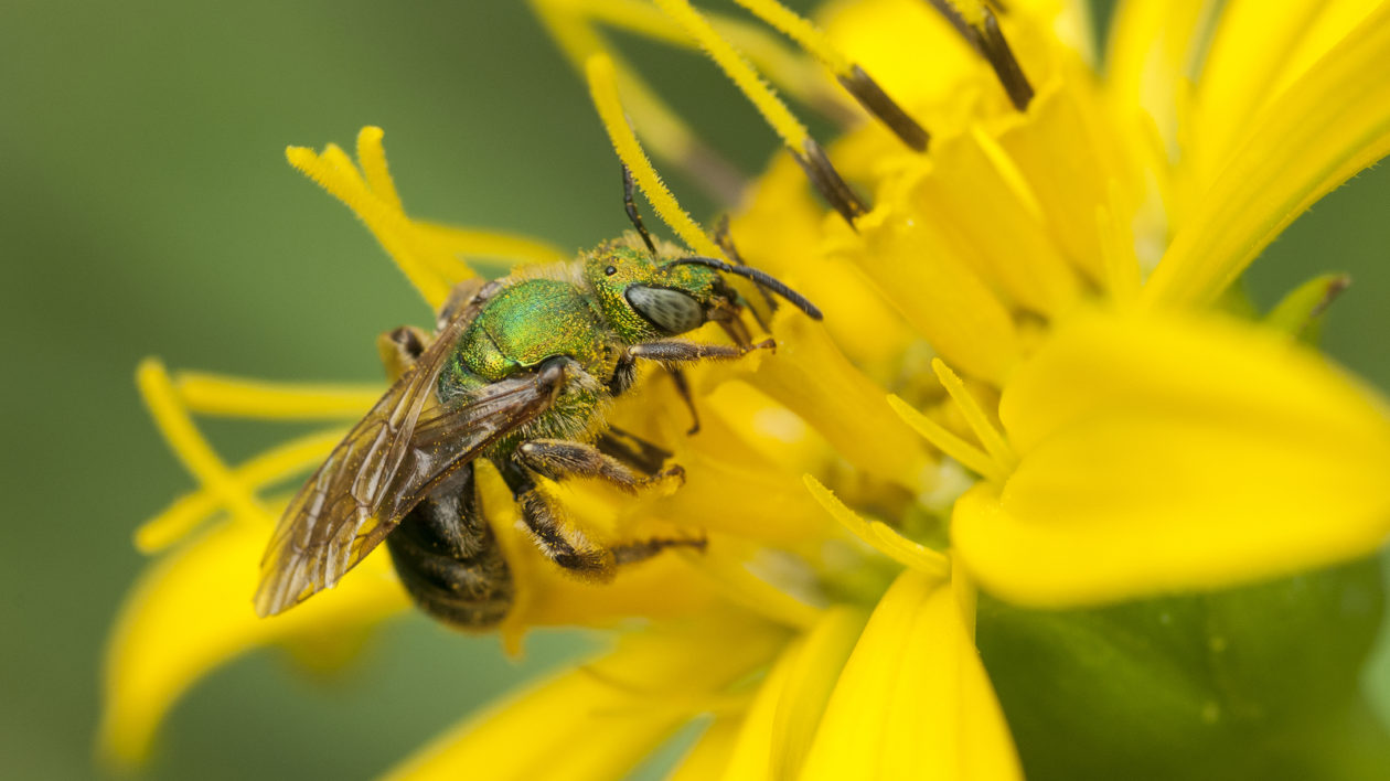 a bee on a yellow flower