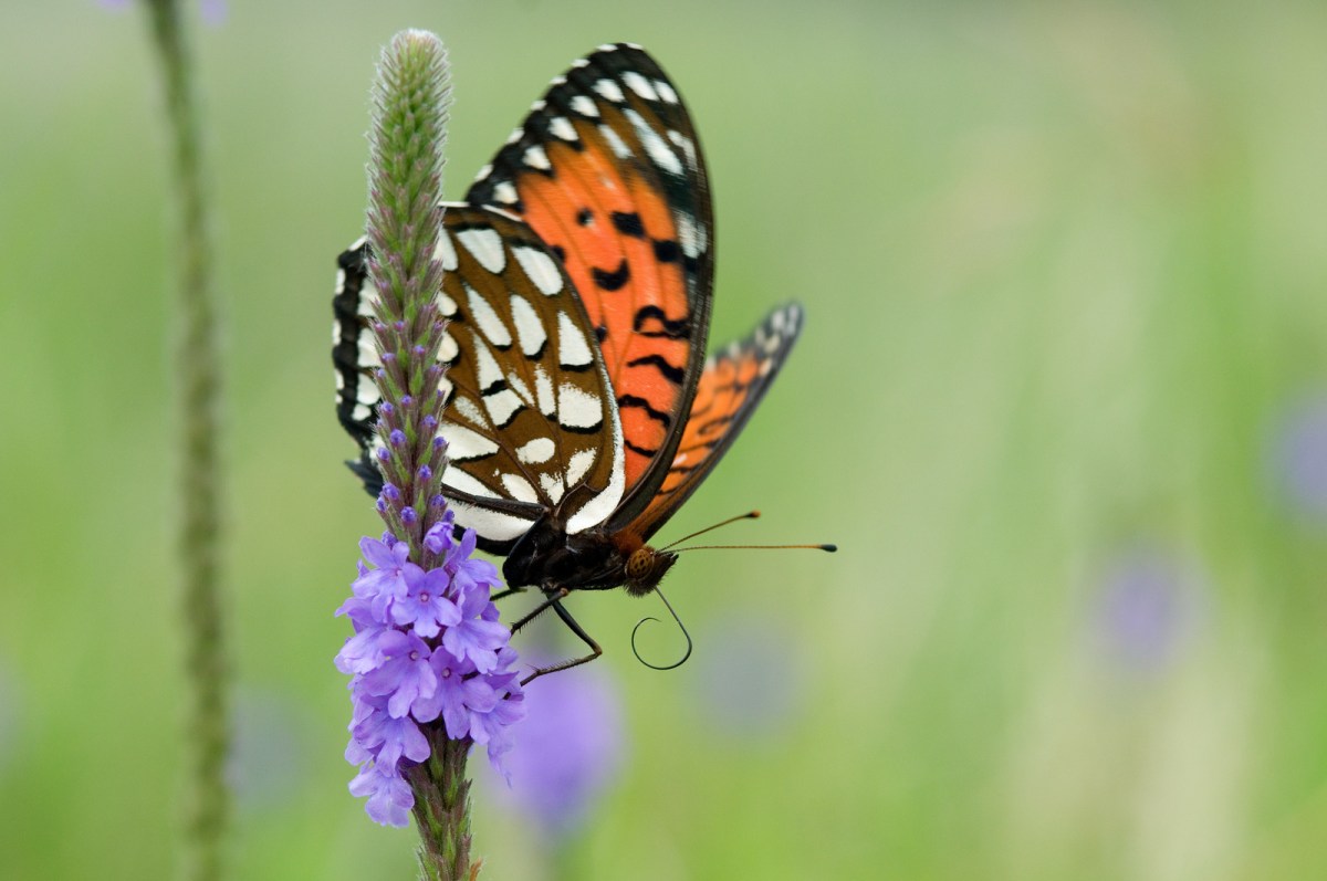 a butterfly on a purple flower