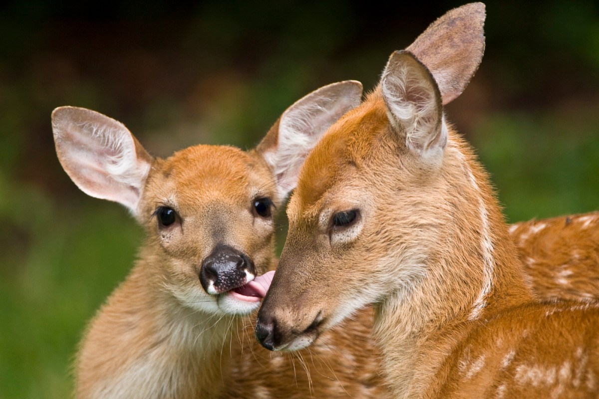 a mother deer and baby deer