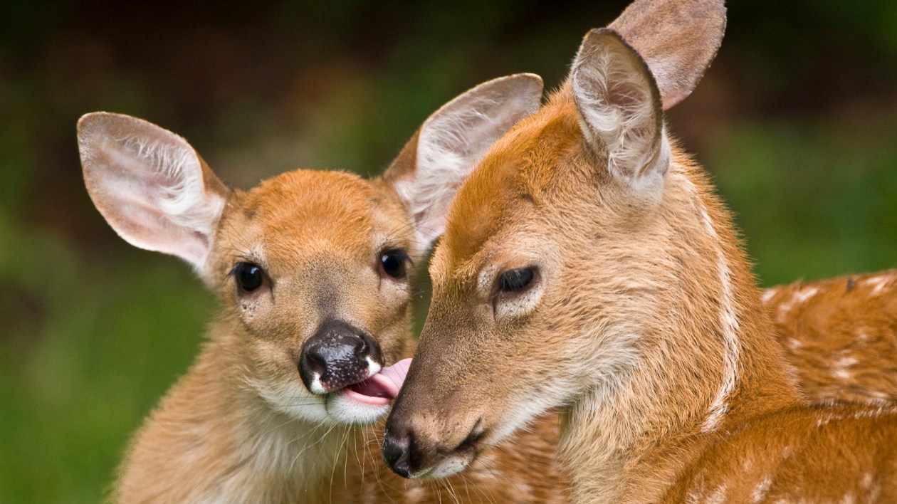a mother deer and baby deer