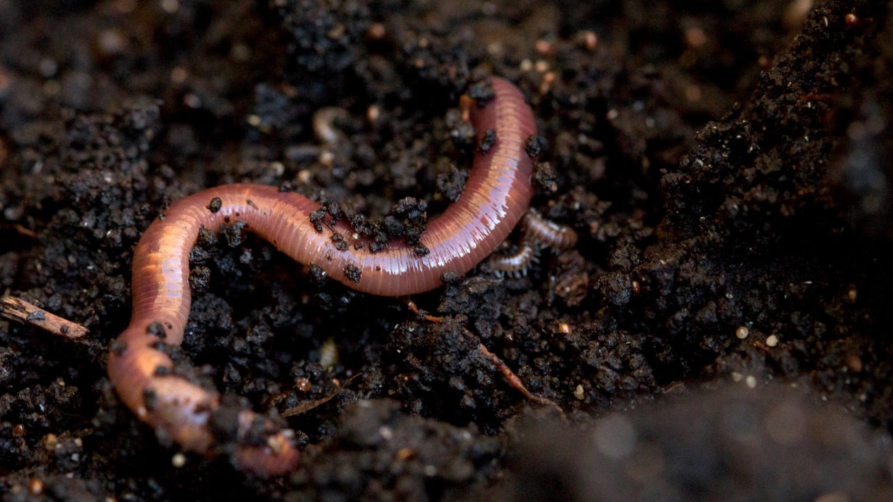 earthworm in soil