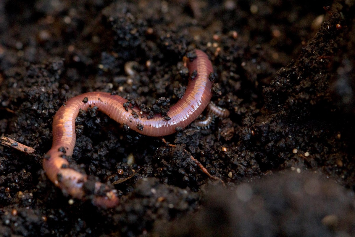 earthworm in dark soil