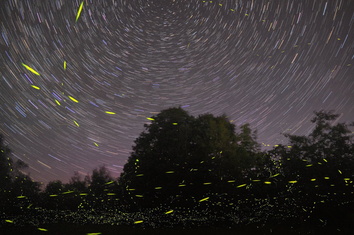 stars and fireflies