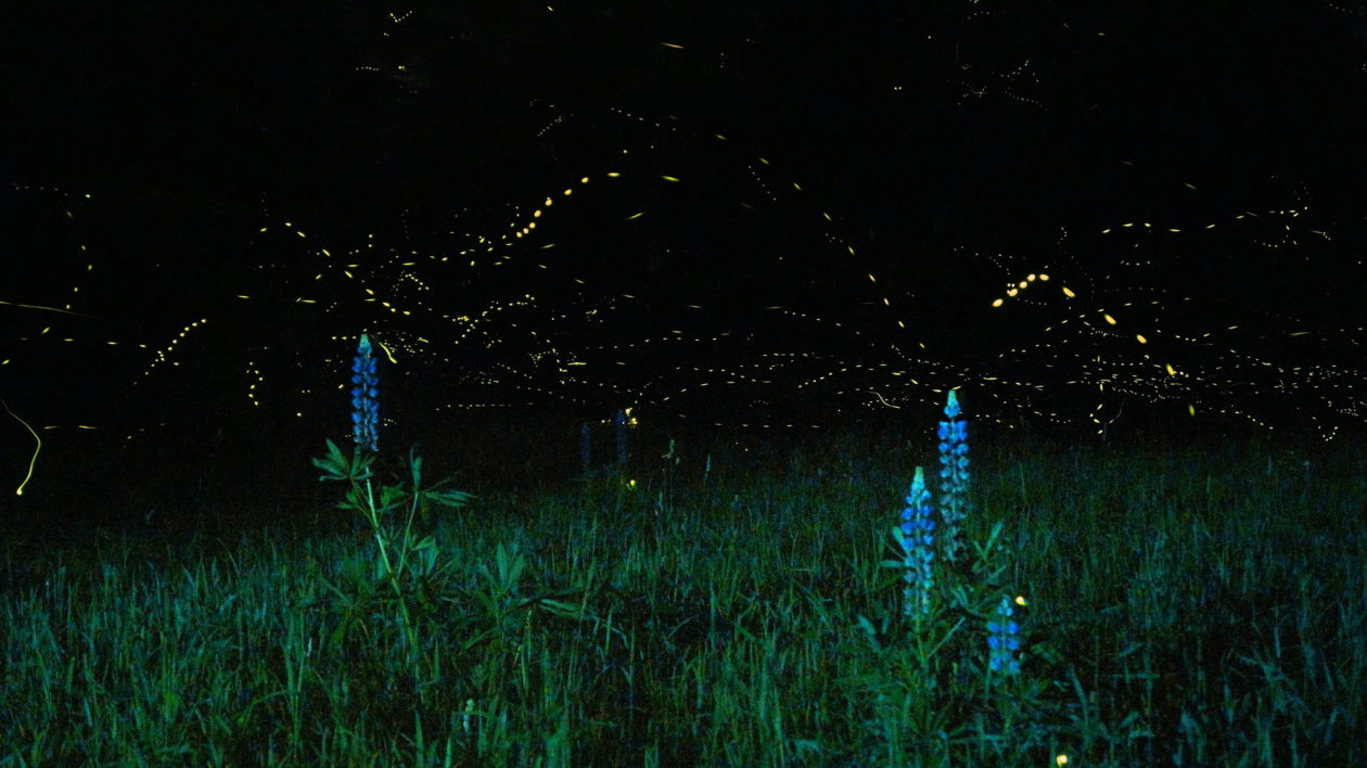 firesflies and purple flowers