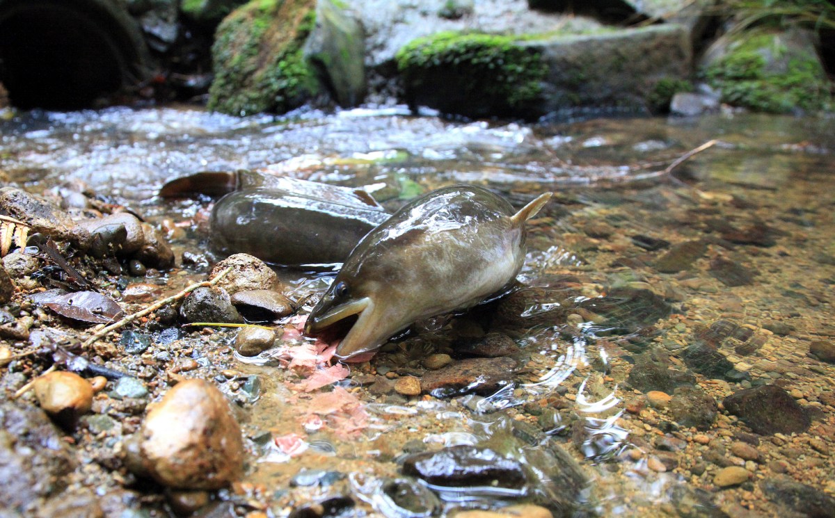 an eel in a river
