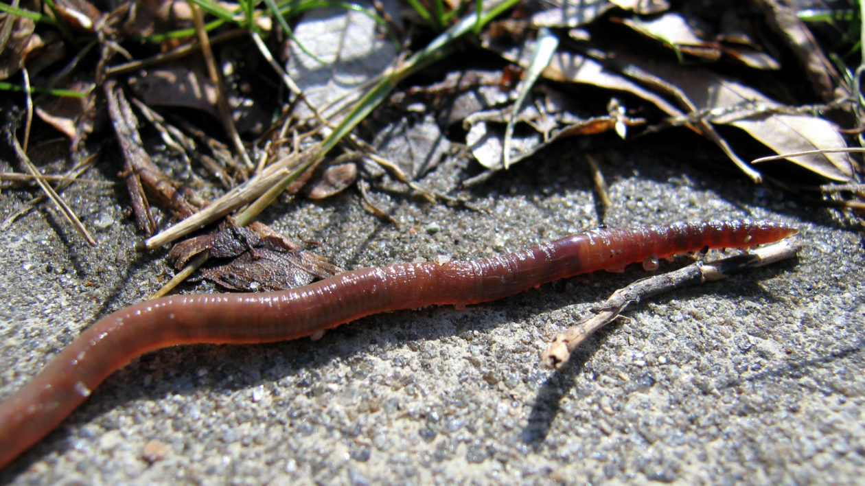 Worm grunting lures worms from the soil with just a vibrating