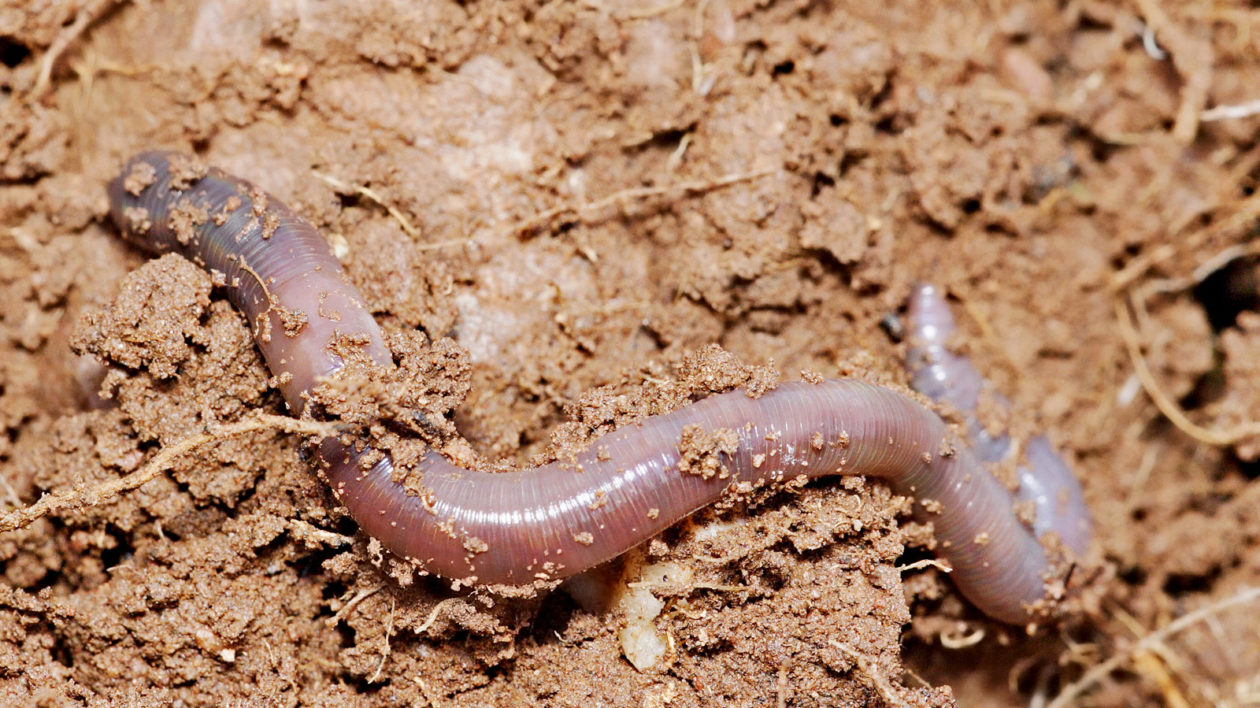 are dead earthworms bad for dogs