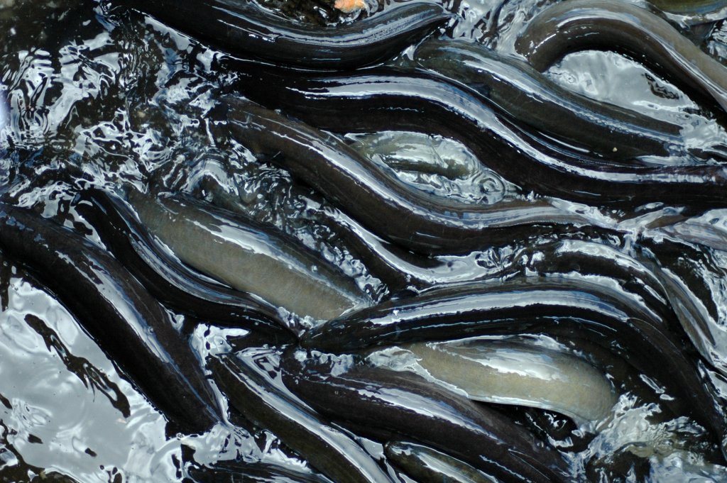 many eels 