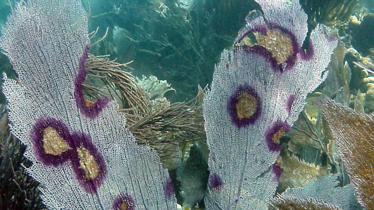 white sea fan with tan and purple lesions