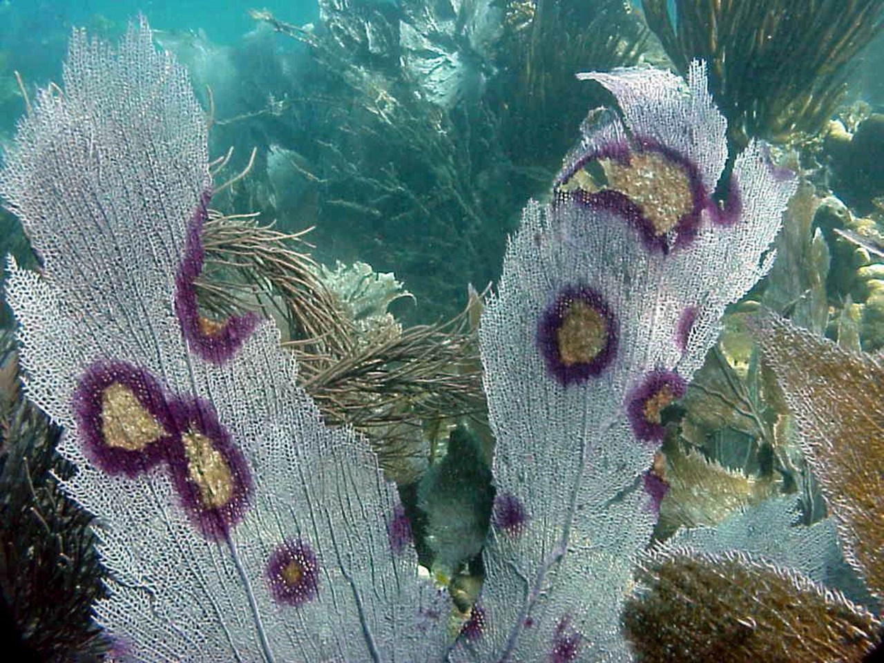 white sea fan with tan and purple lesions