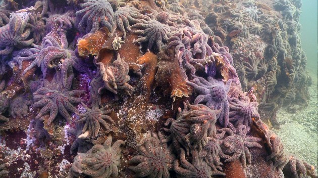 healthy sea stars