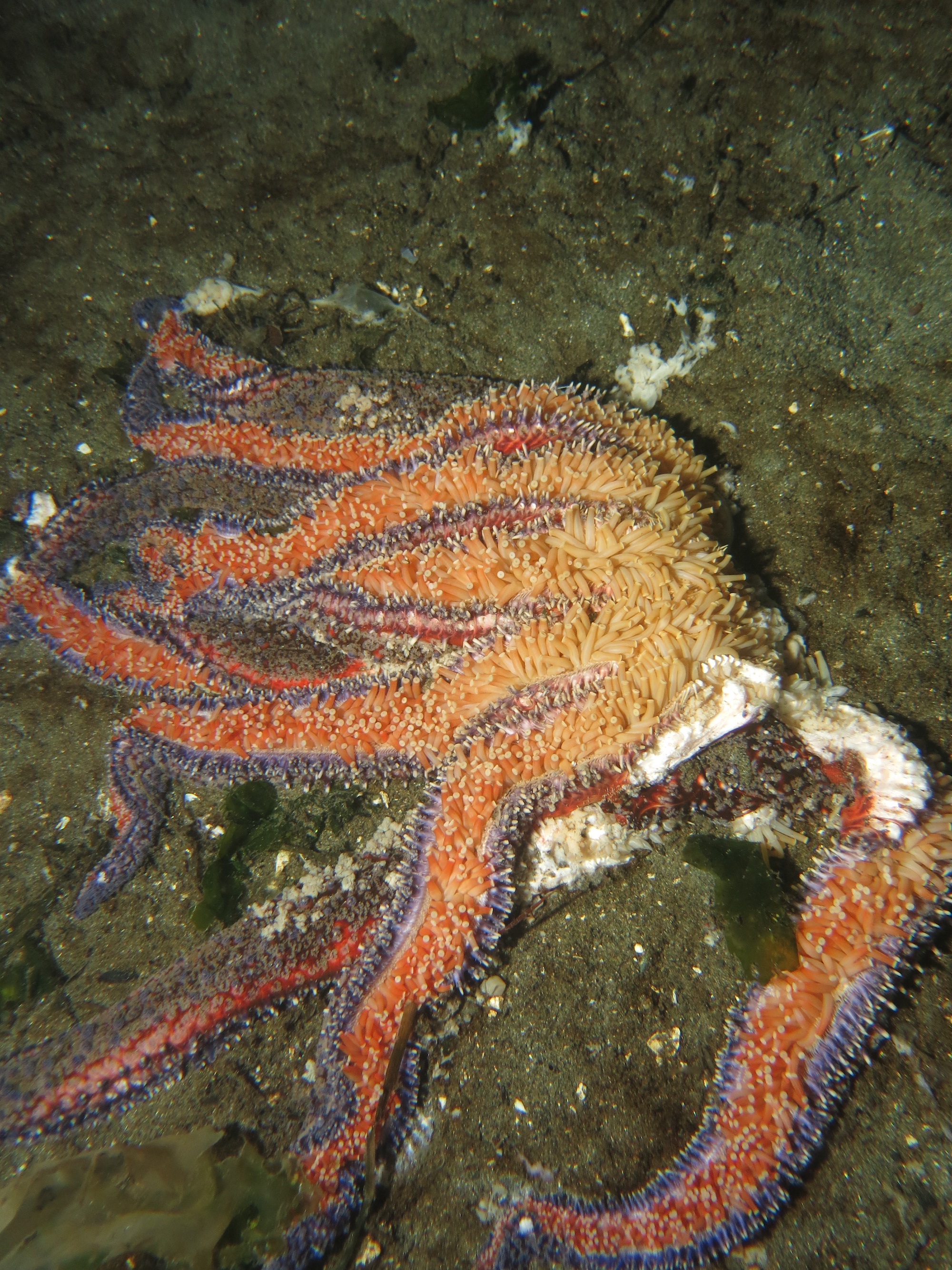 a dying sea star