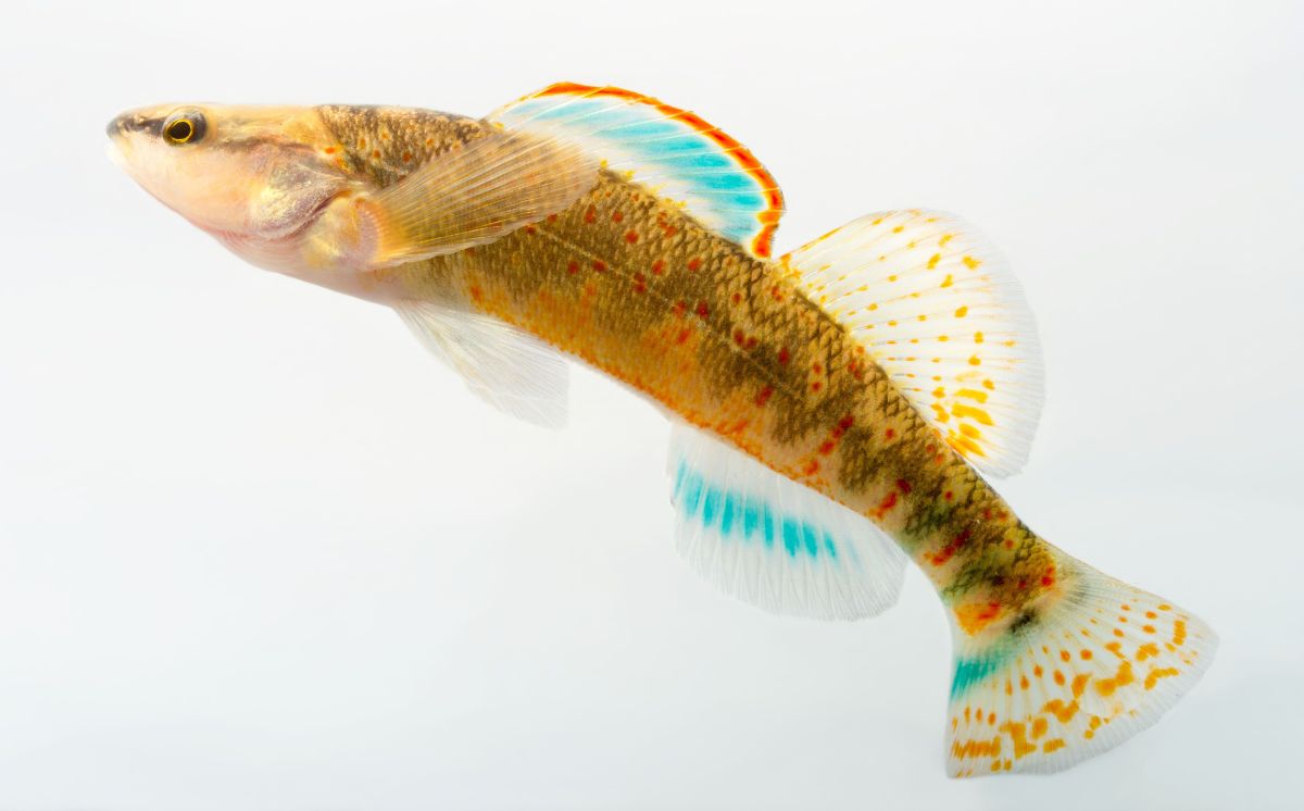 a small colorful fish