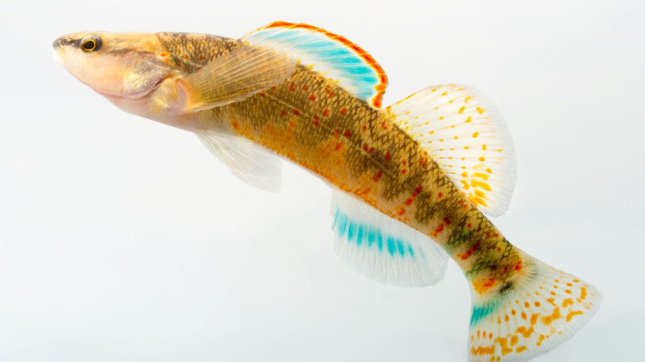 a small colorful fish