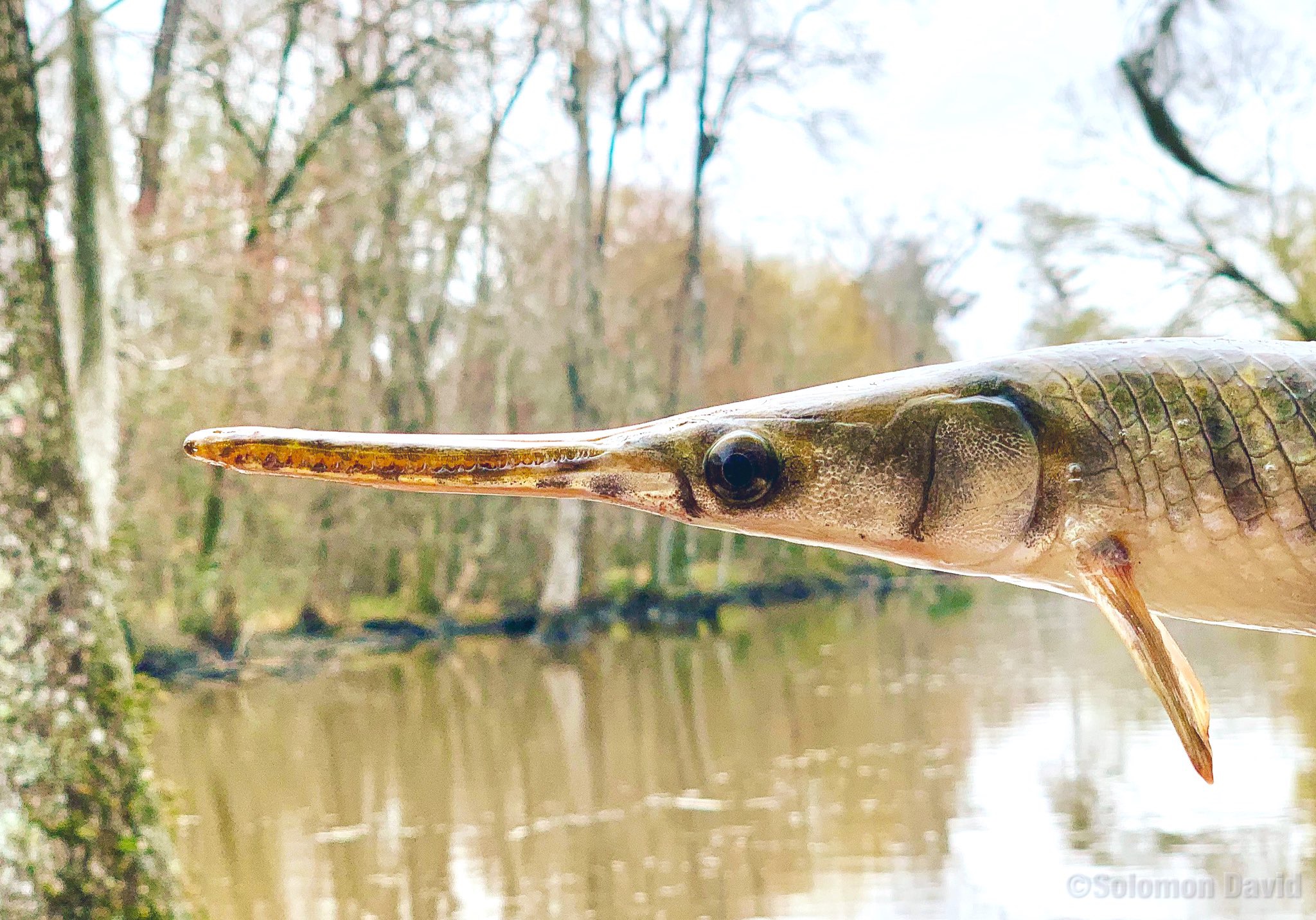 image of a gar fish with a sharp snout