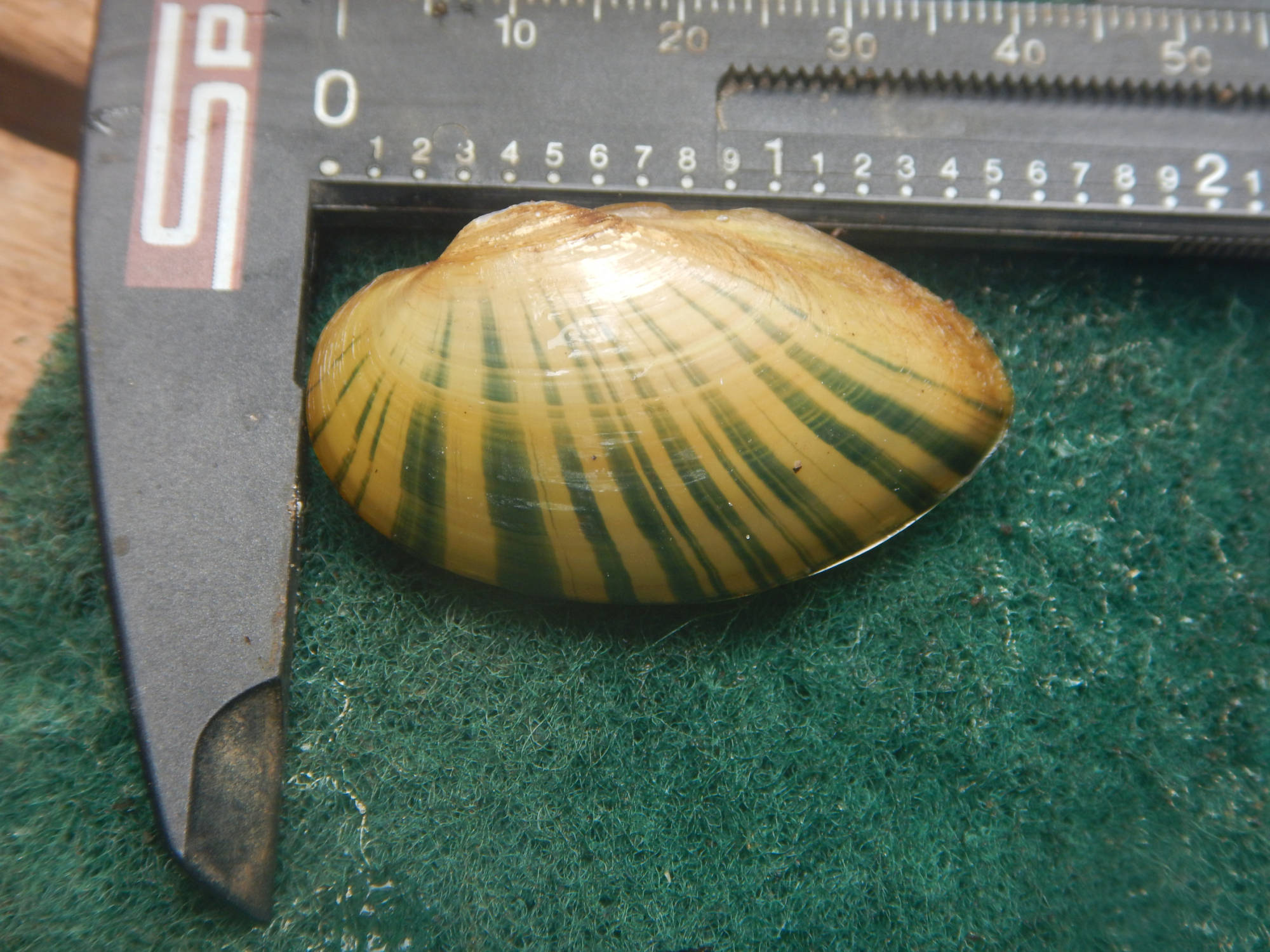 The Strange Sex Life of Freshwater Mussels Cool Green Science