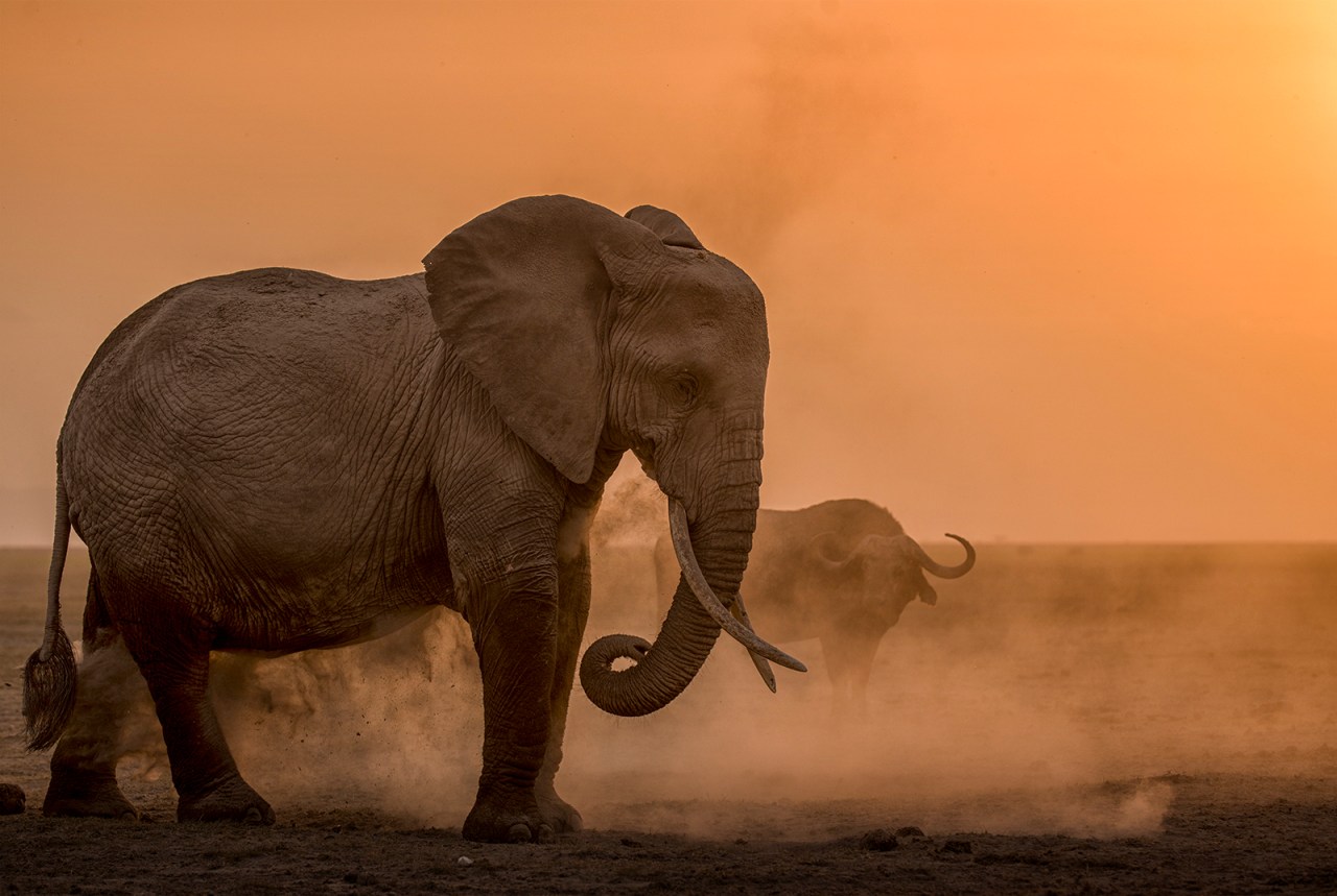 an elephant at sunset