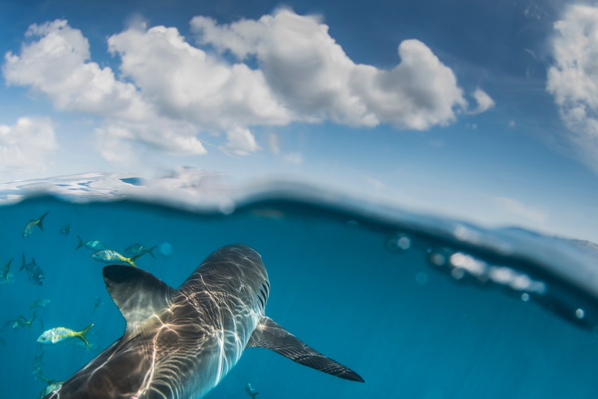 a shark below the water