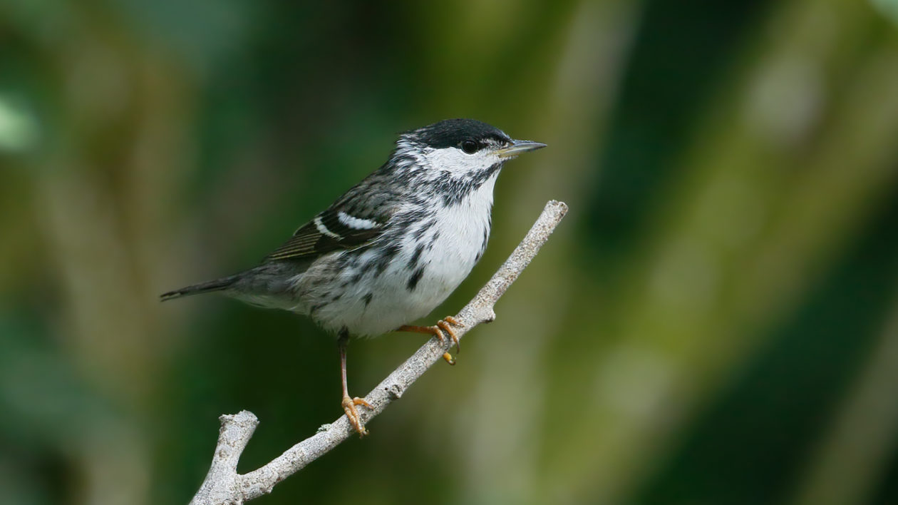 black and white bird