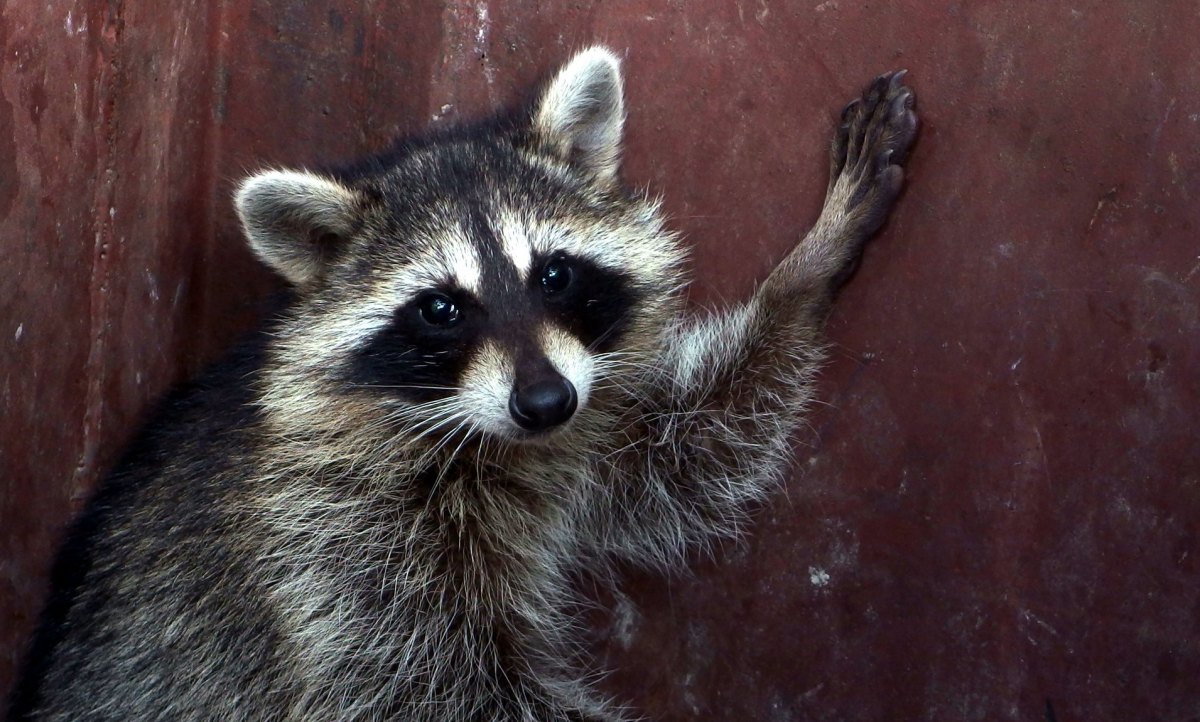 a racoon