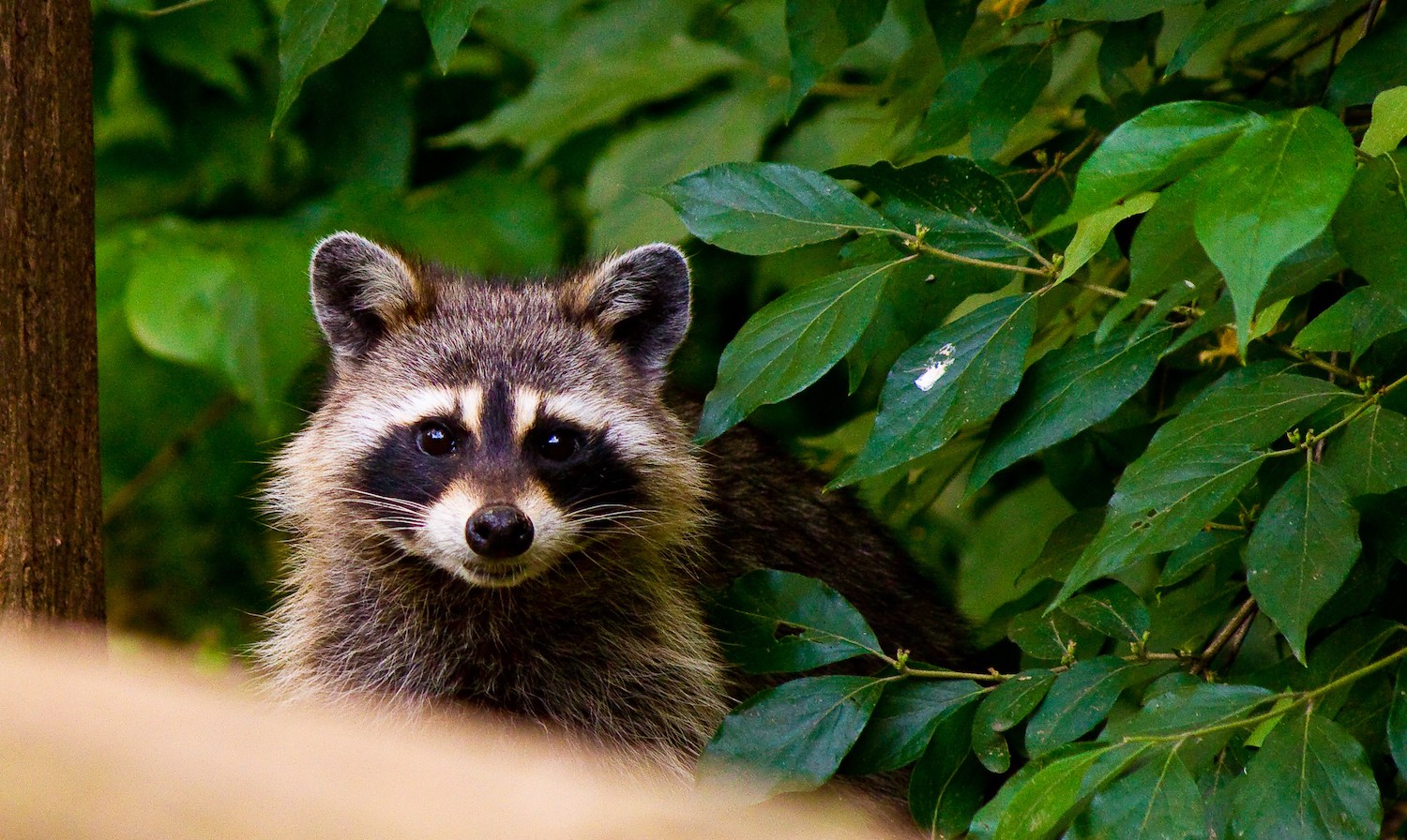 Invasive Raccoons 7 US Species Invading Other Countries