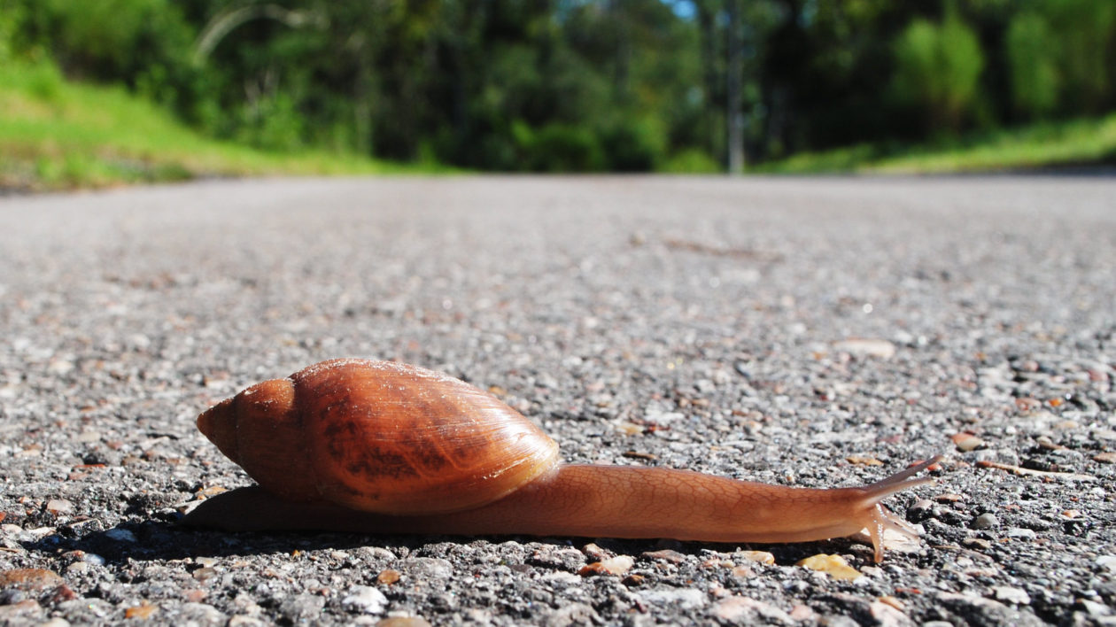 rosy wolfsnail