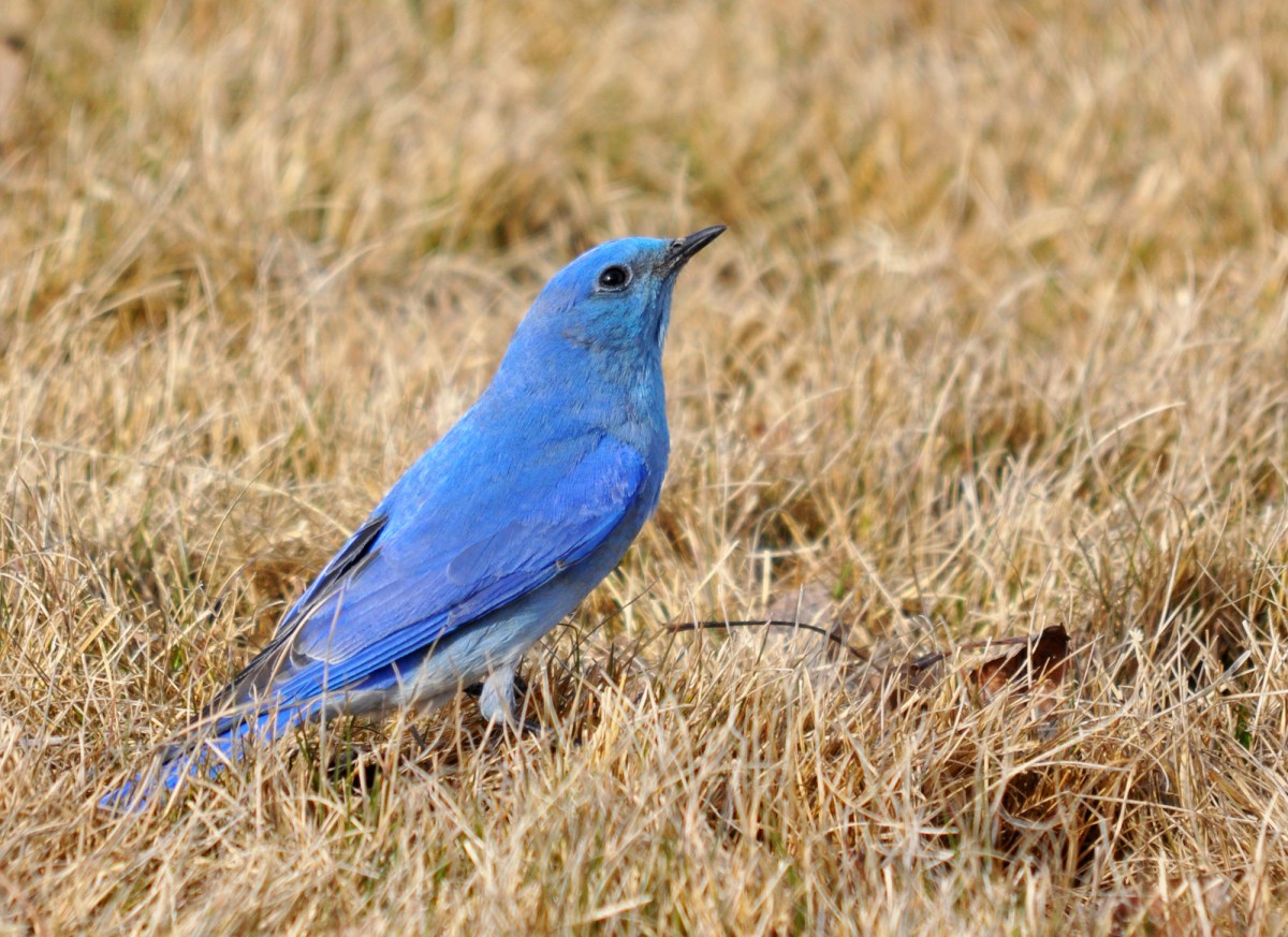 a blue bird