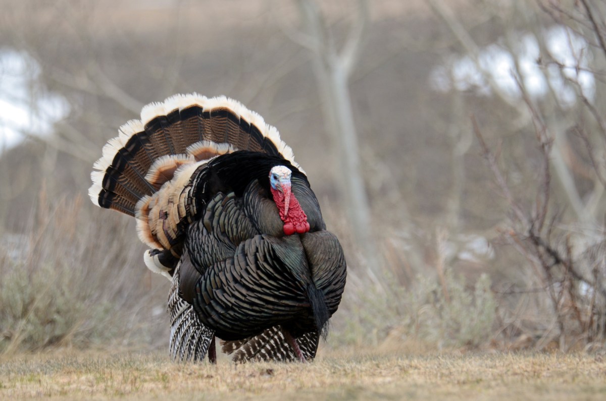 a turkey