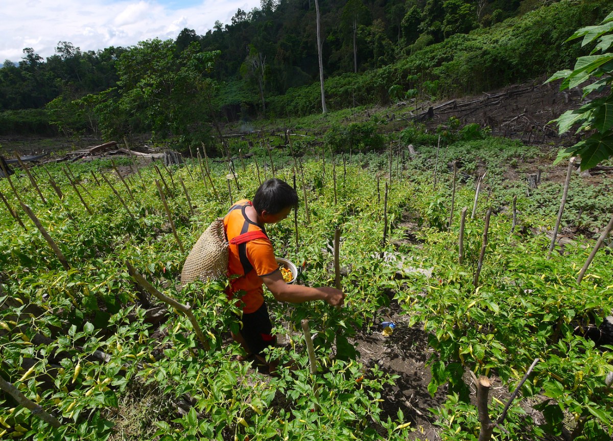 a worker in a field