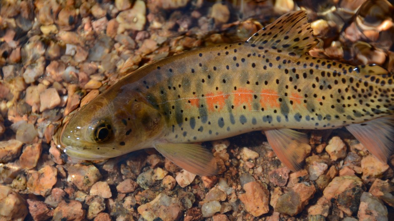 a small trout fish