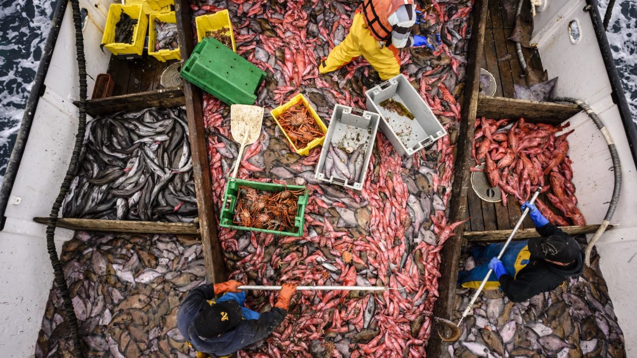 aerial of fishing boat