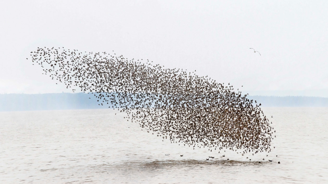 a flock of birds