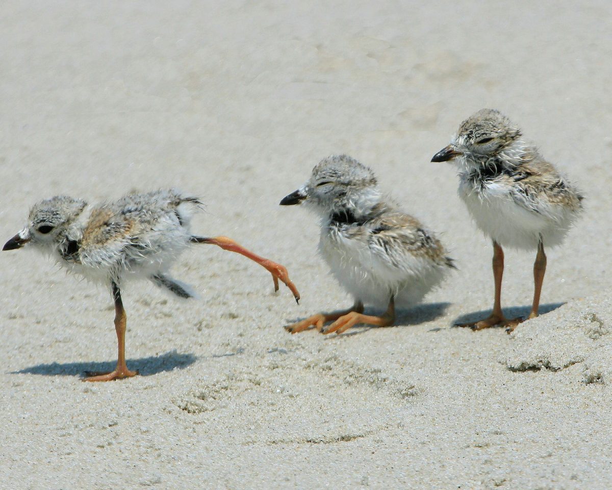 plover chicks