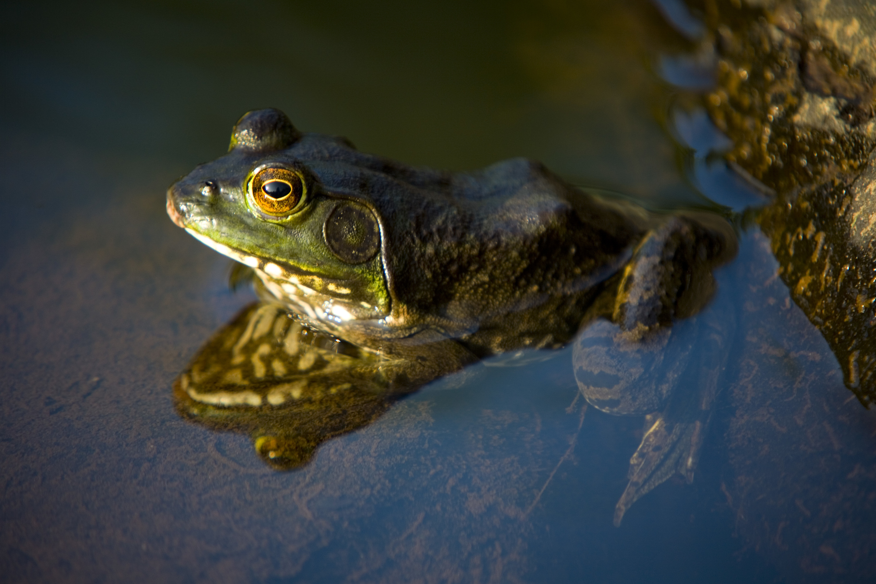 a frog in water