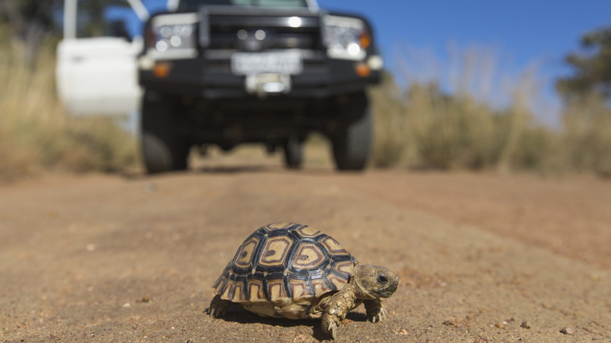 a turtle on the road