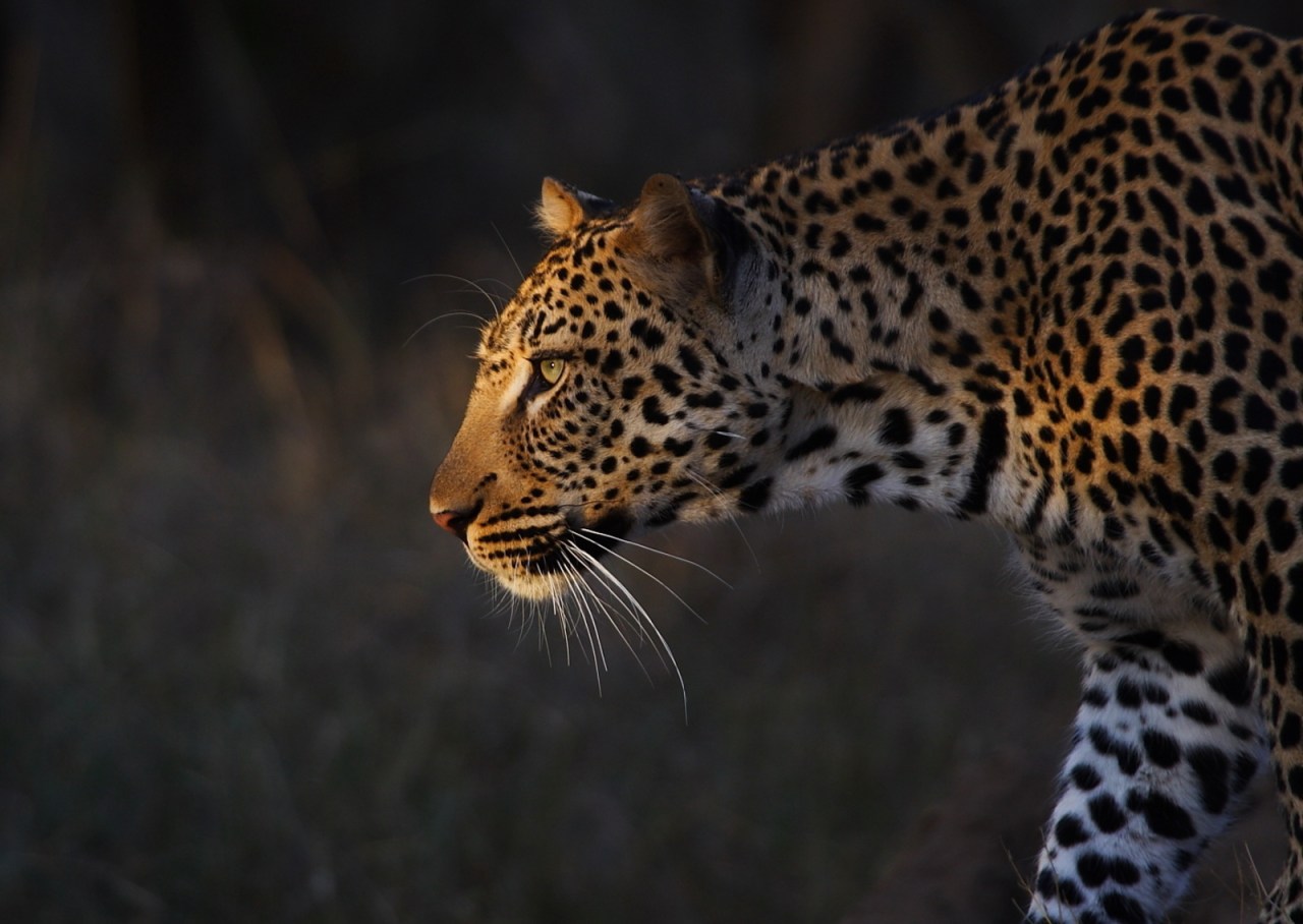 a leopard walking