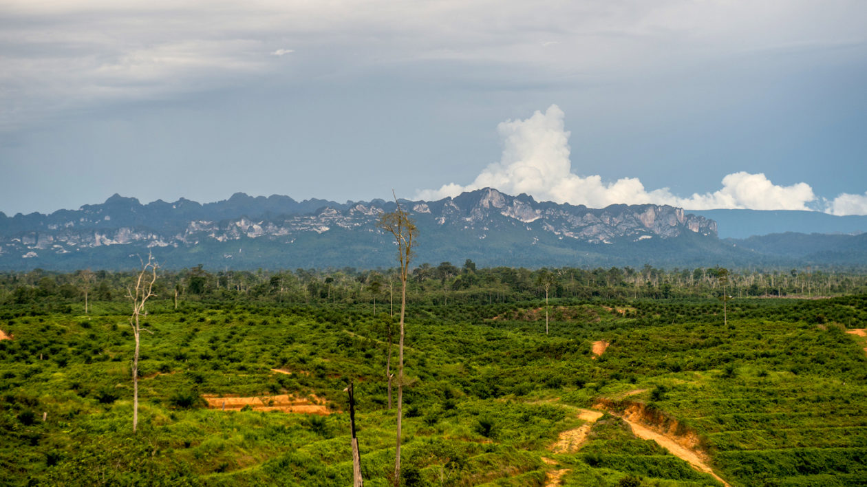 deforested fields