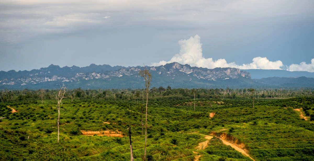 deforested fields