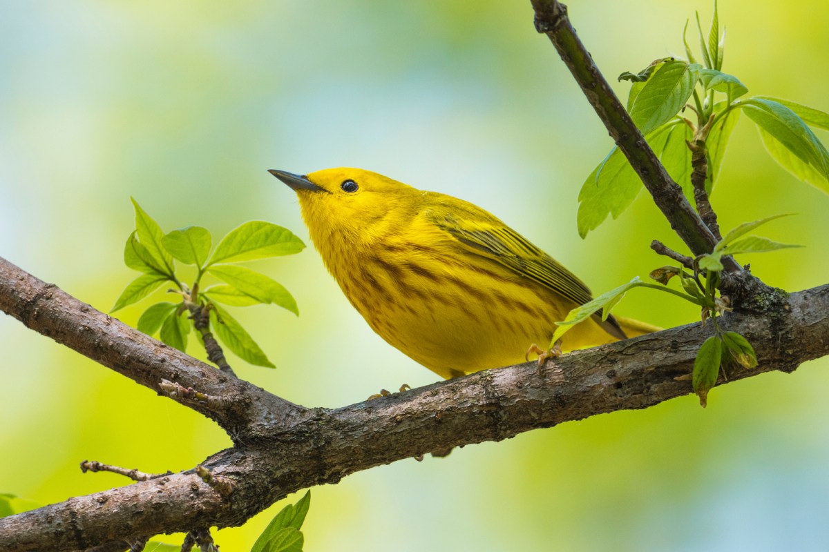 small yellow bird
