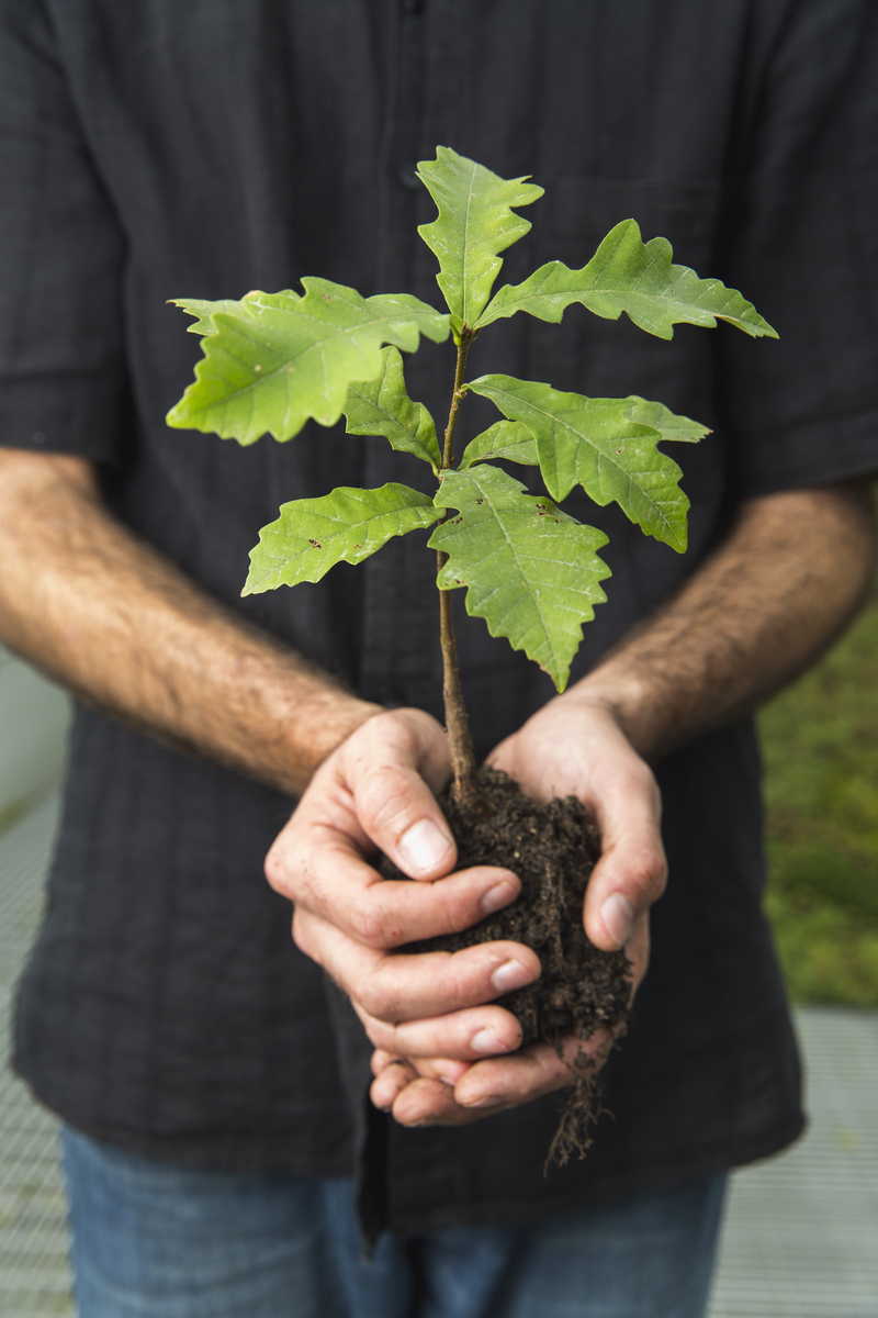 hands holding a seedling