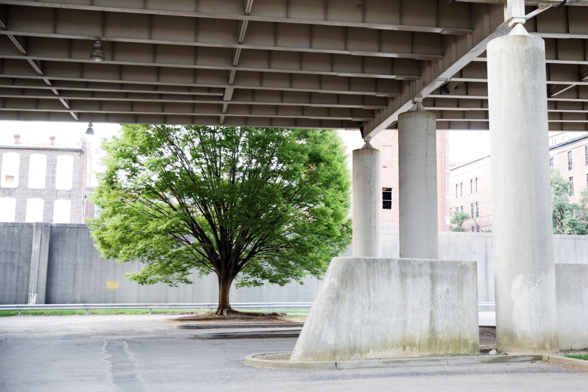 a tree and a building