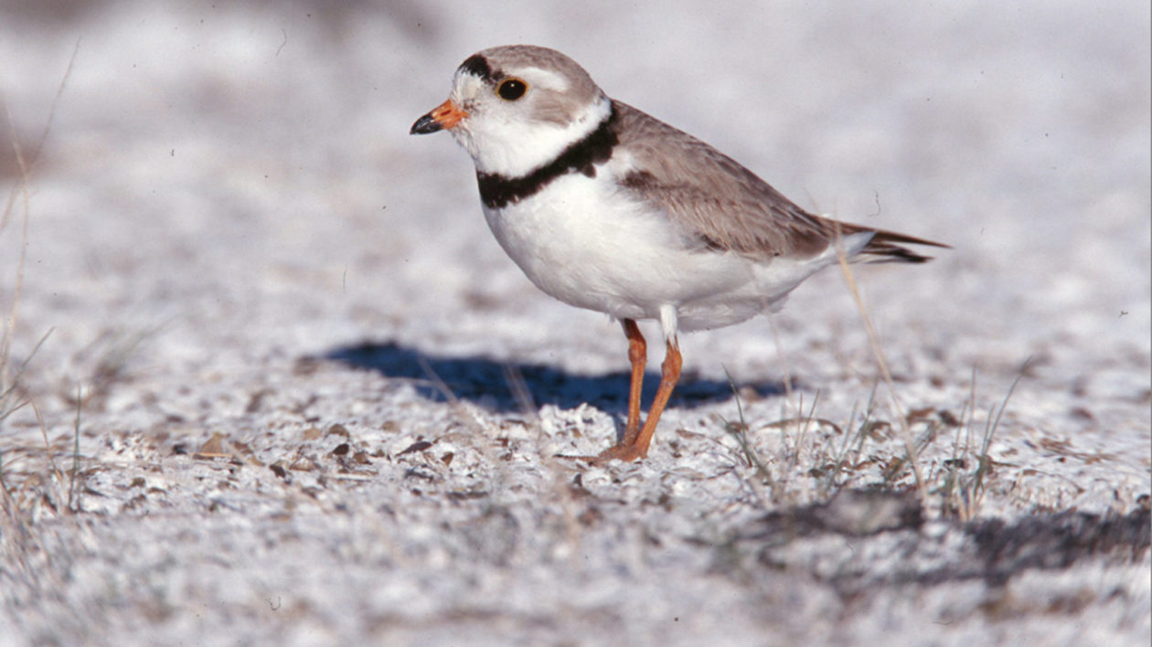 bird on a beach