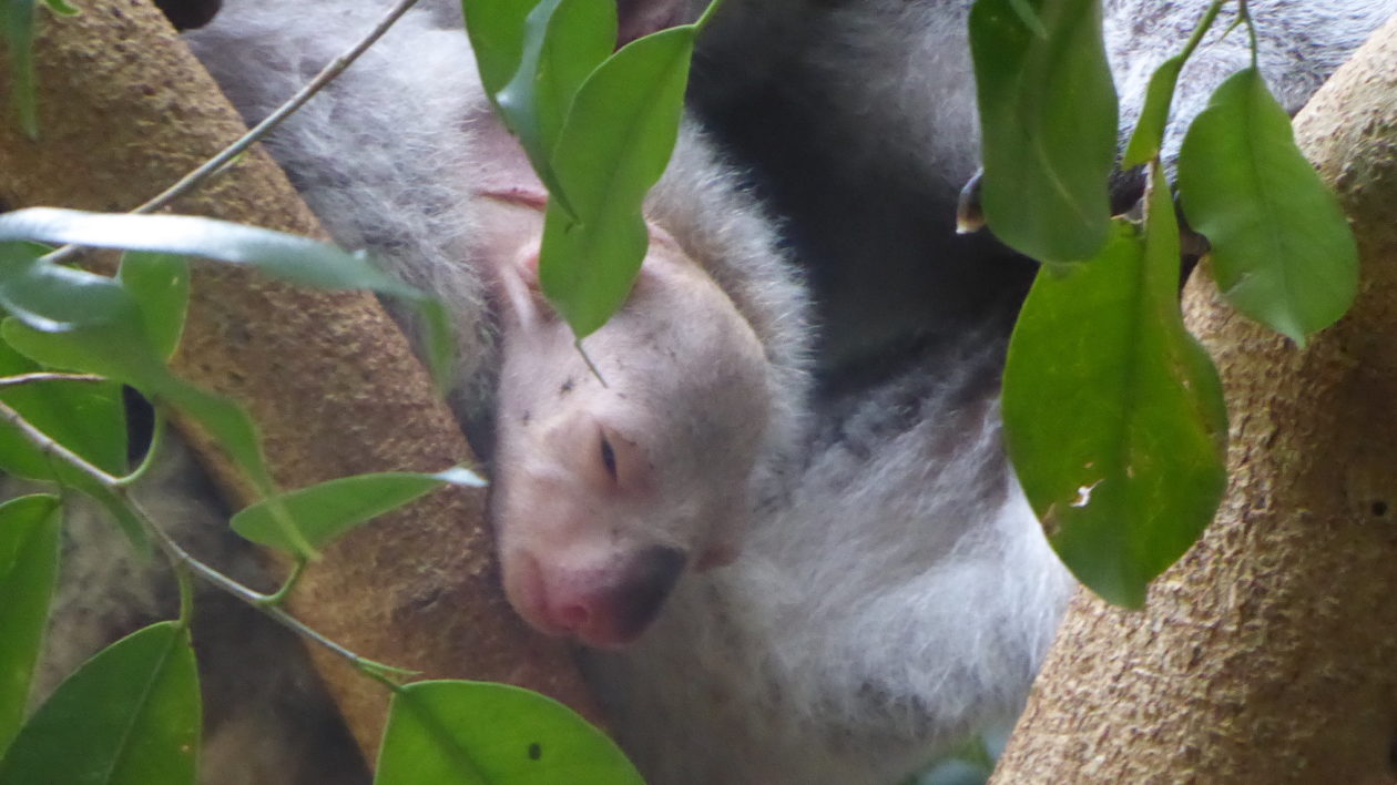 baby koala in pouch