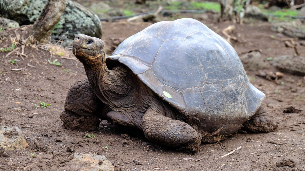 a very large tortiose